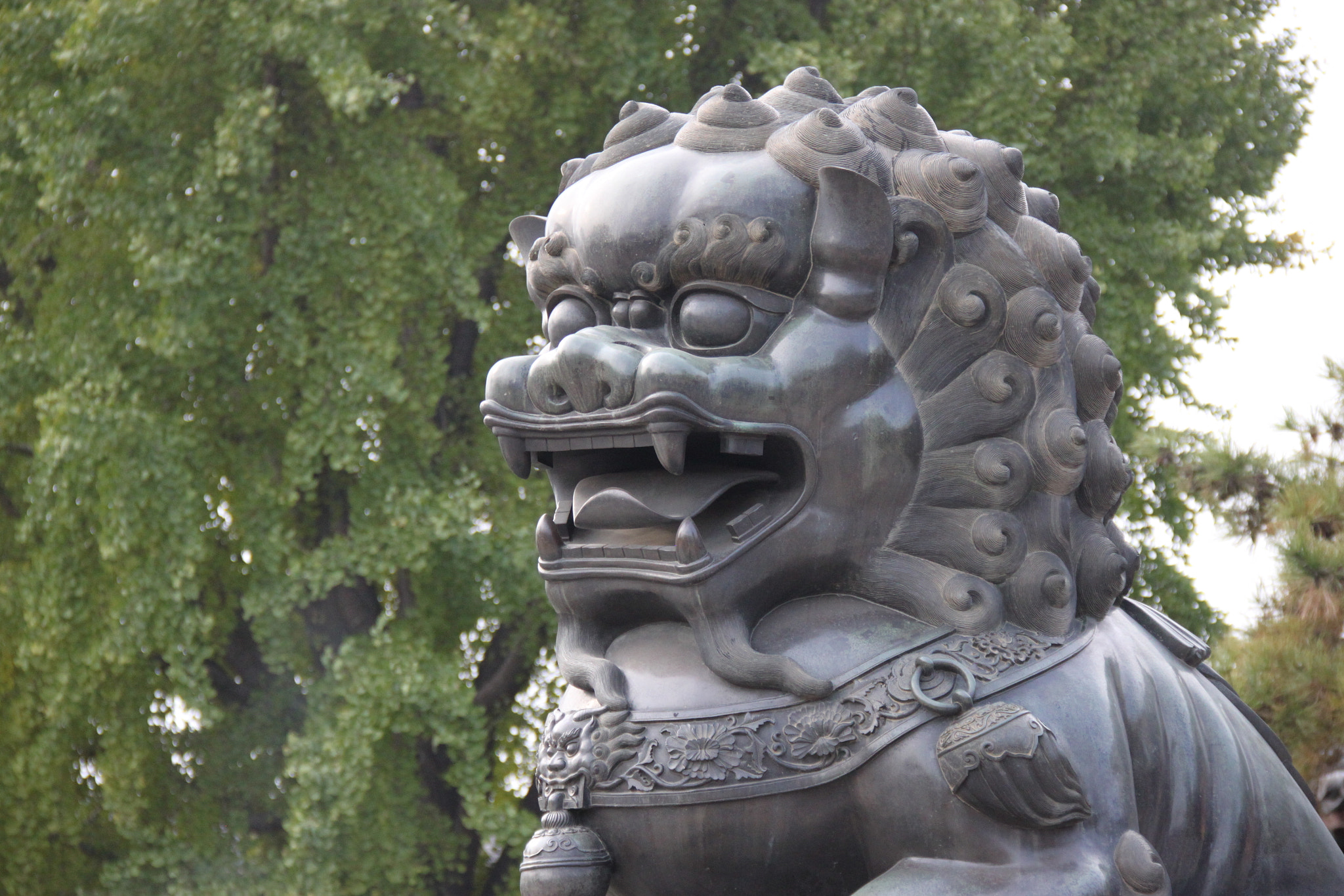 Canon EF-S 18-135mm F3.5-5.6 IS sample photo. Lion photography