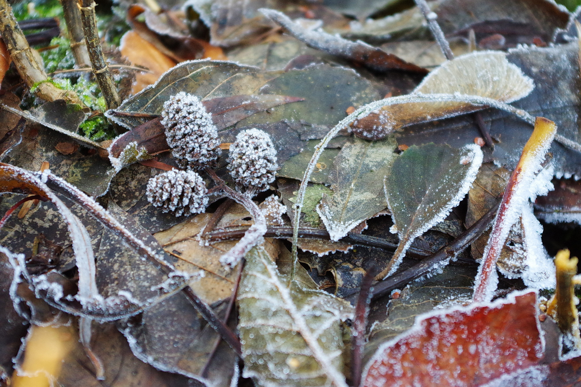 smc PENTAX-DA L 18-55mm F3.5-5.6 sample photo. Frost soil photography