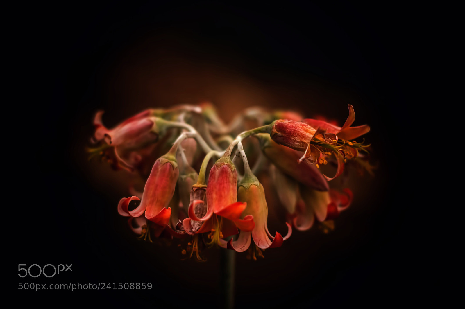 Nikon D3200 sample photo. Fade away photography