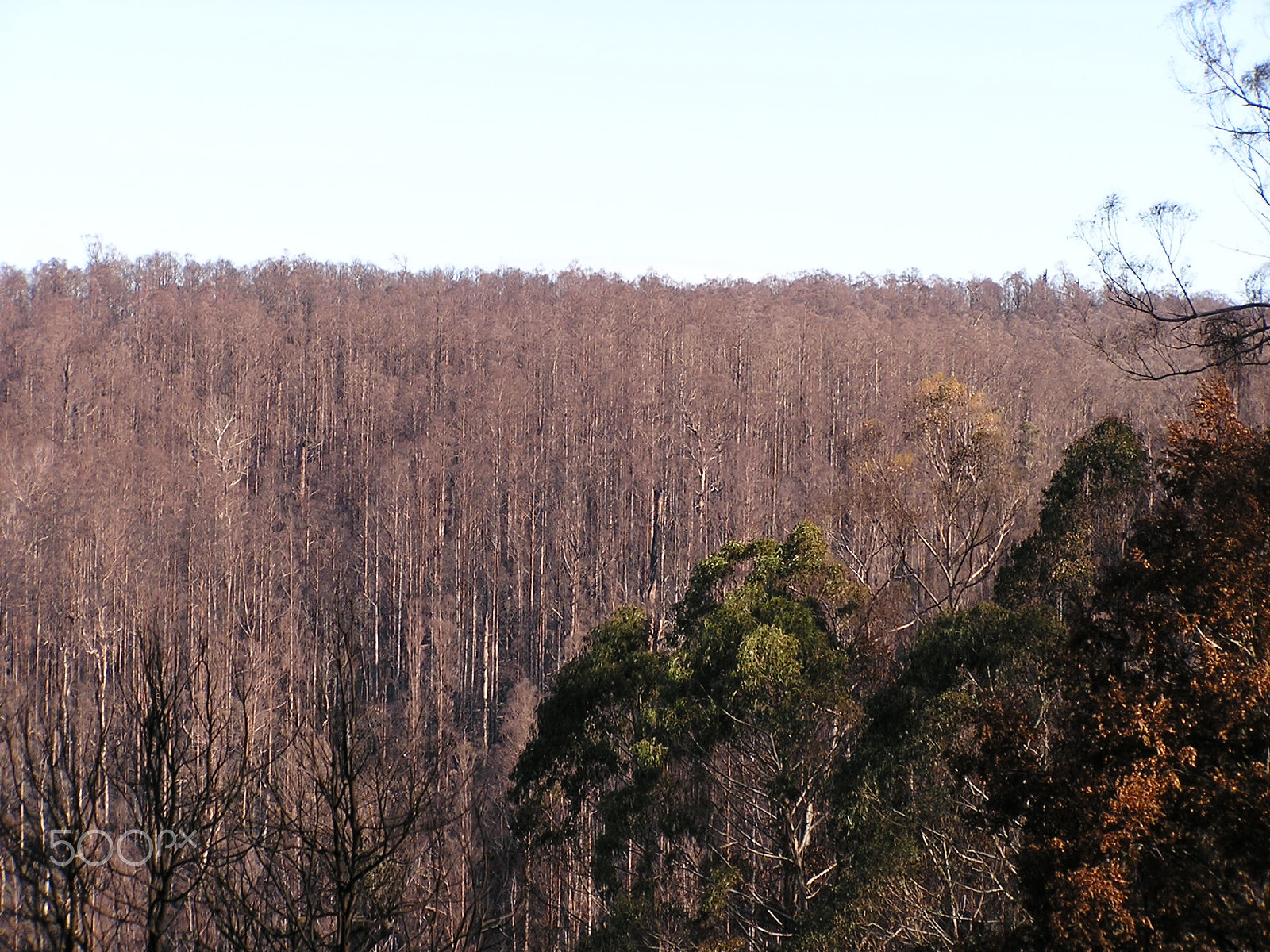 Olympus C740UZ sample photo. Fire damaged forest upper yarra reefton spur photography
