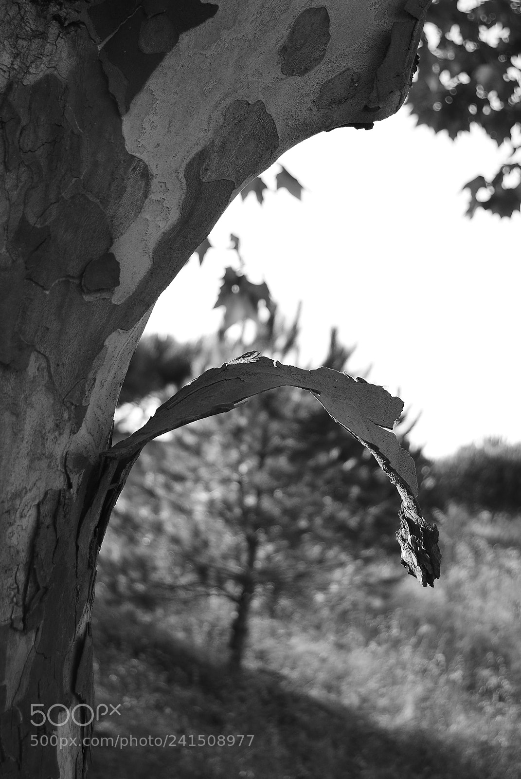 Nikon D3000 sample photo. Broken tree photography