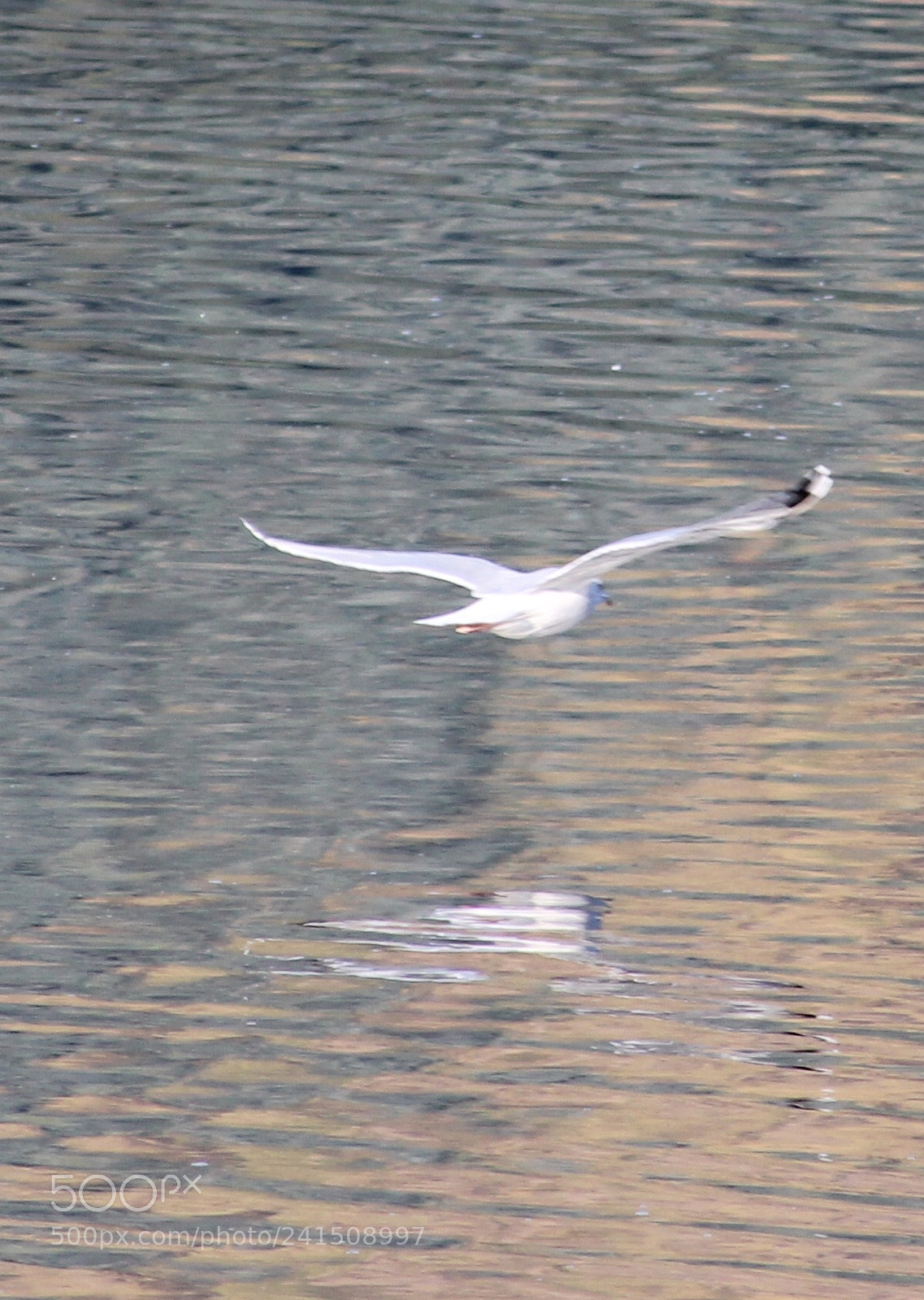 Canon EOS 1100D (EOS Rebel T3 / EOS Kiss X50) sample photo. Seagull flying over loch photography