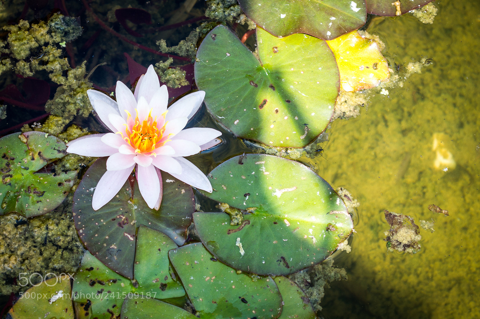Nikon D3200 sample photo. Seerose photography