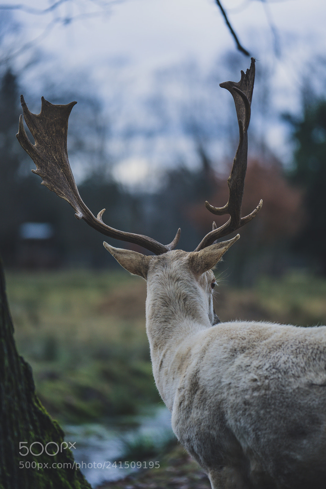 Sony a7 II sample photo. Daněk skvrnitý photography