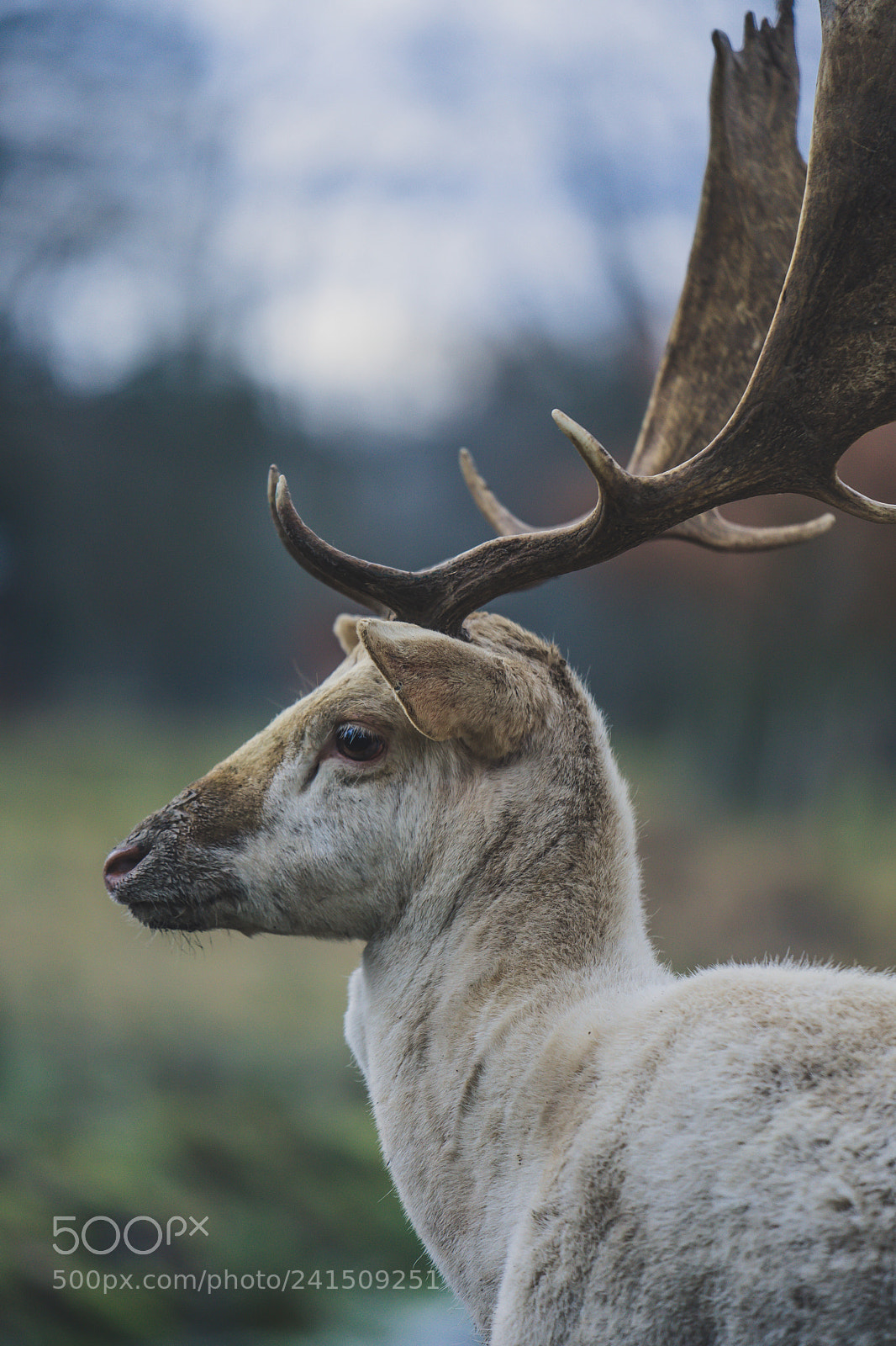 Sony a7 II sample photo. Daněk skvrnitý profil photography