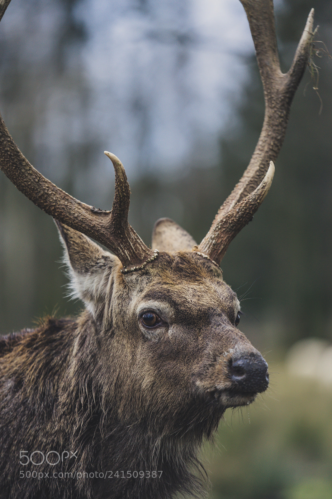 Sony a7 II sample photo. Daněk skvrnitý photography