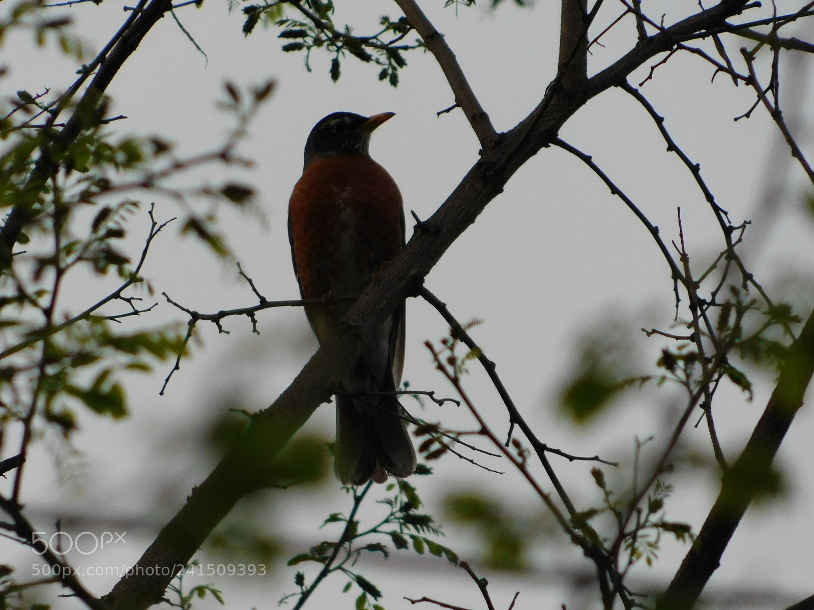 Nikon Coolpix B500 sample photo. Little bird photography