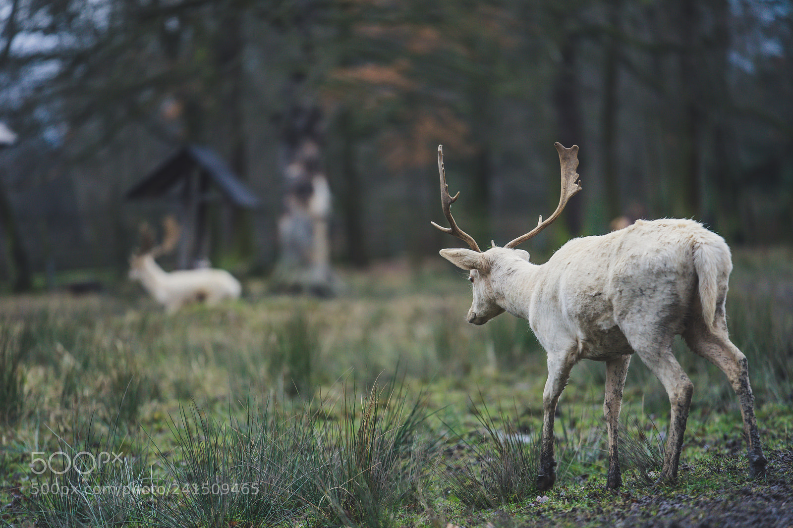 Sony a7 II sample photo. Daněk skvrnitý photography
