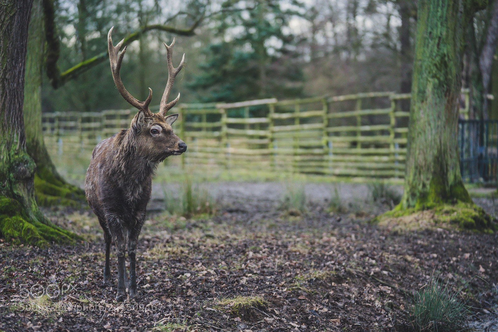 Sony a7 II sample photo. Daněk skvrnitý photography