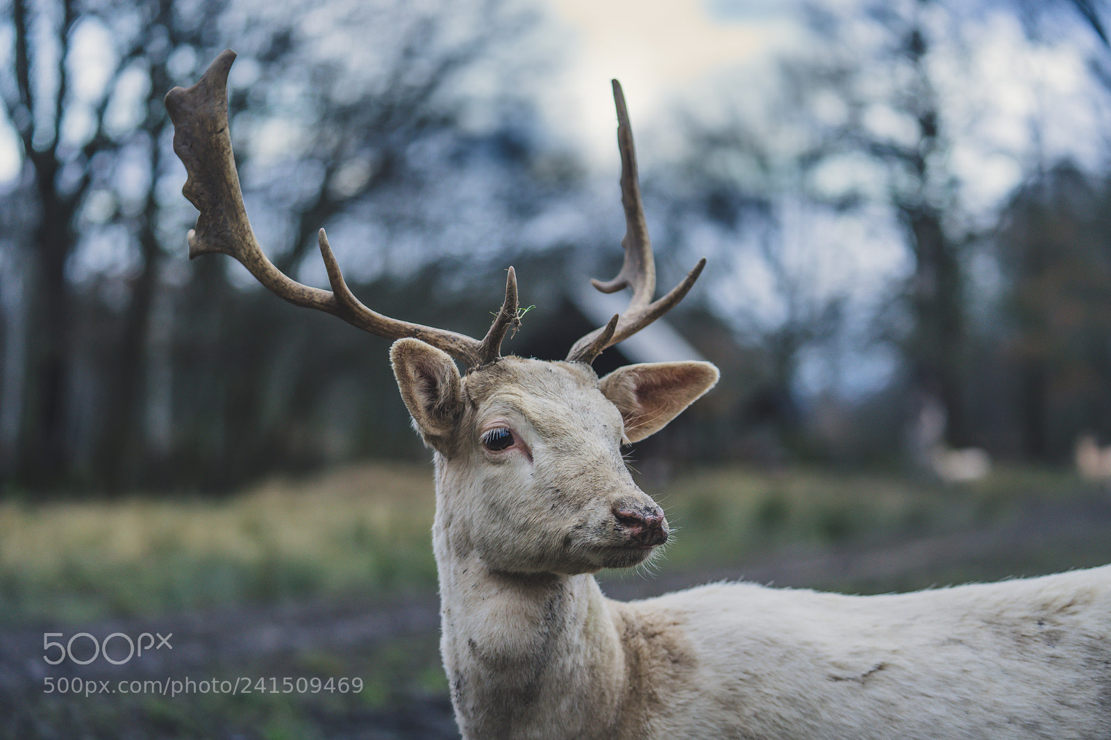Sony a7 II sample photo. Daněk skvrnitý photography