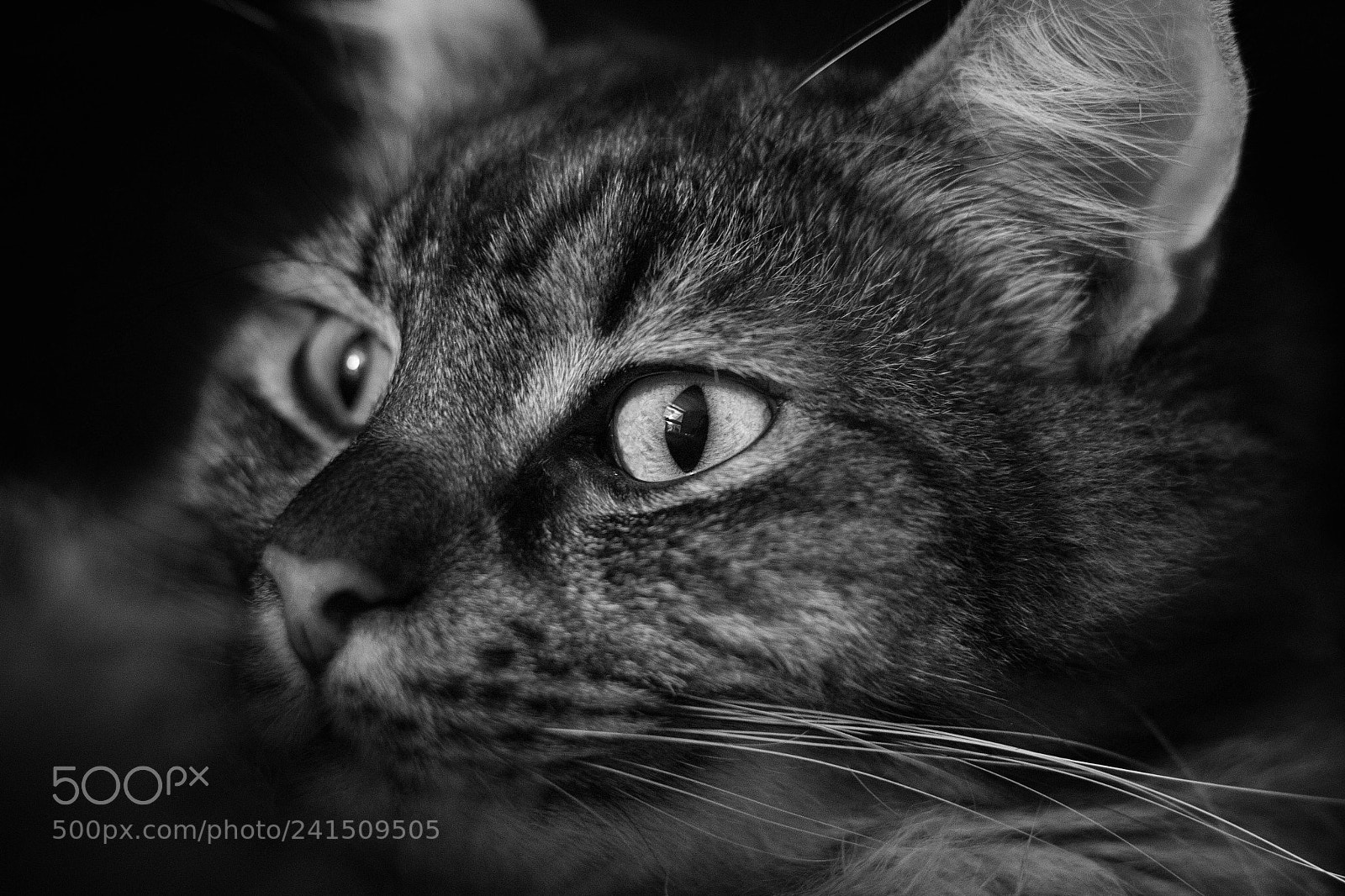 Canon EOS 60D sample photo. Auge um auge photography