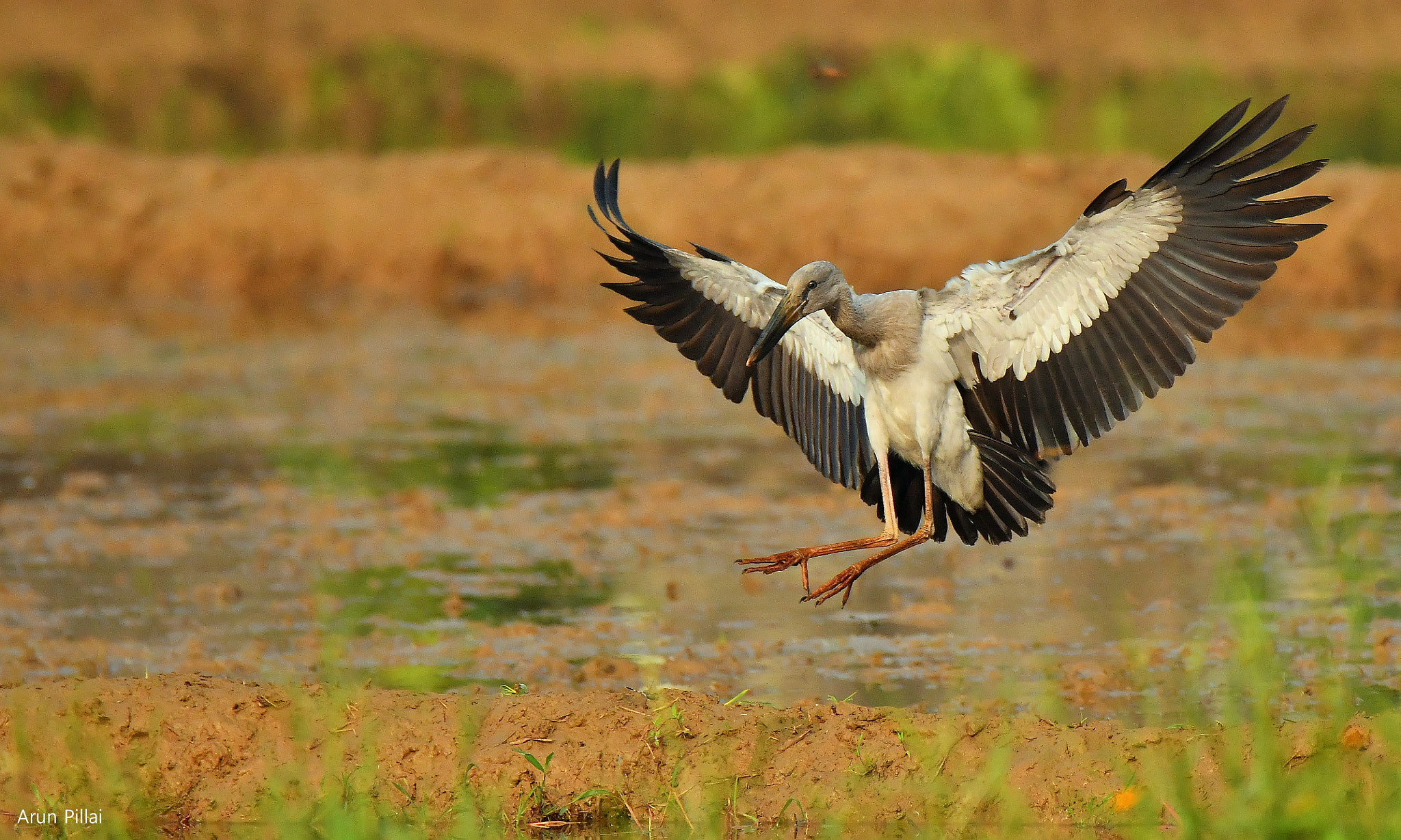Nikon D500 sample photo. Asian openbill stork photography