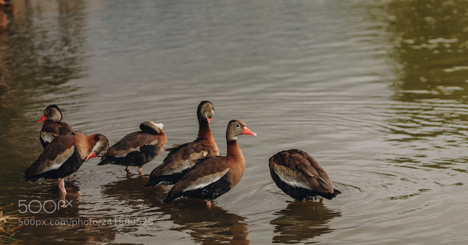 Canon EOS 1100D (EOS Rebel T3 / EOS Kiss X50) sample photo. Lake ducks. photography