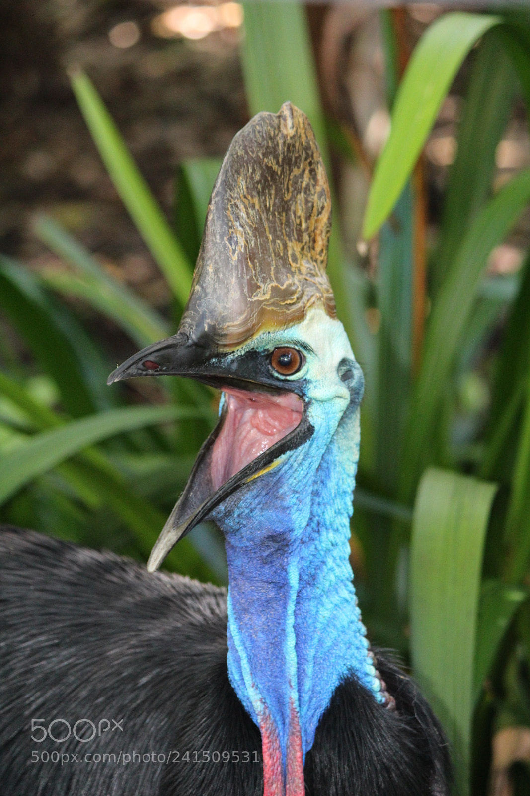 Canon EF-S 55-250mm F4-5.6 IS II sample photo. Cassowary calling photography