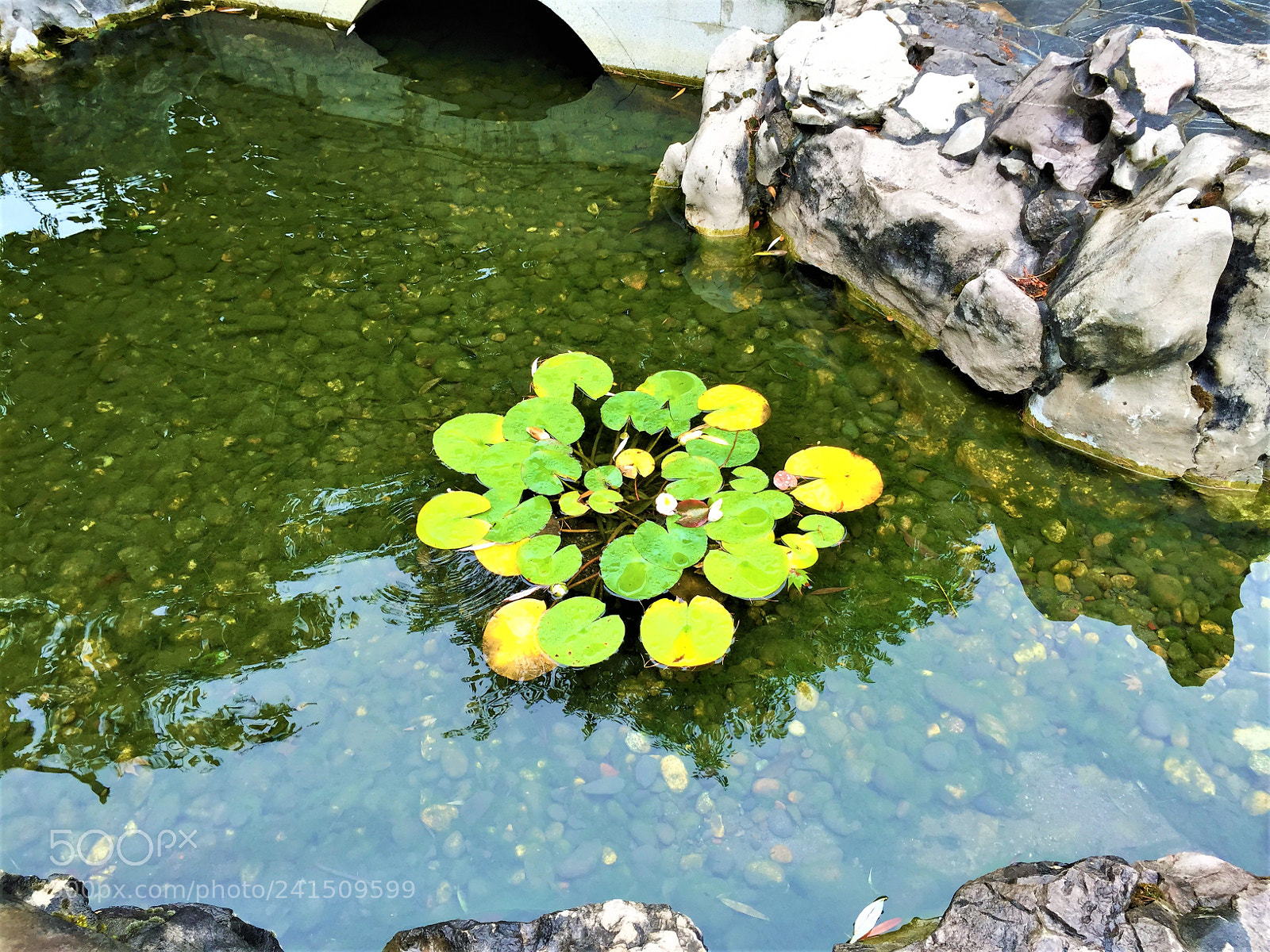 Apple iPhone 6 sample photo. Nature photography