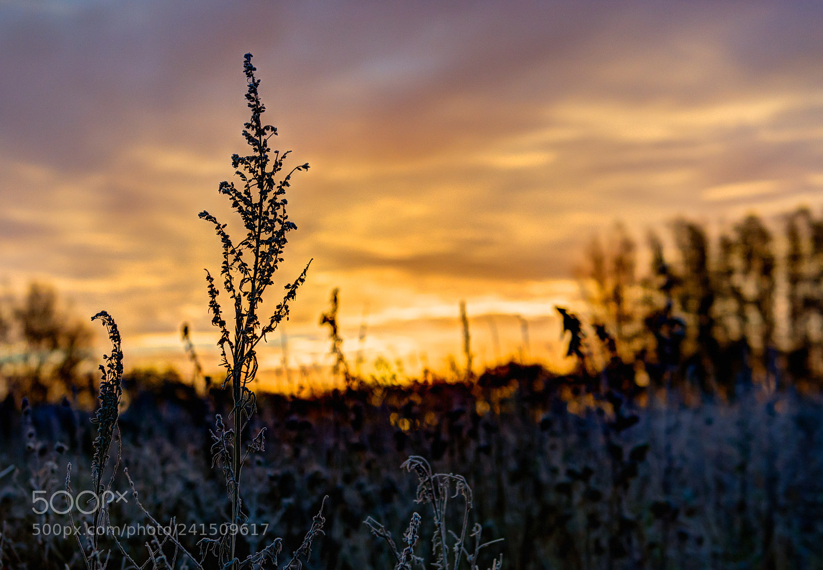 Nikon D7100 sample photo. Sunrise at egå engsø photography