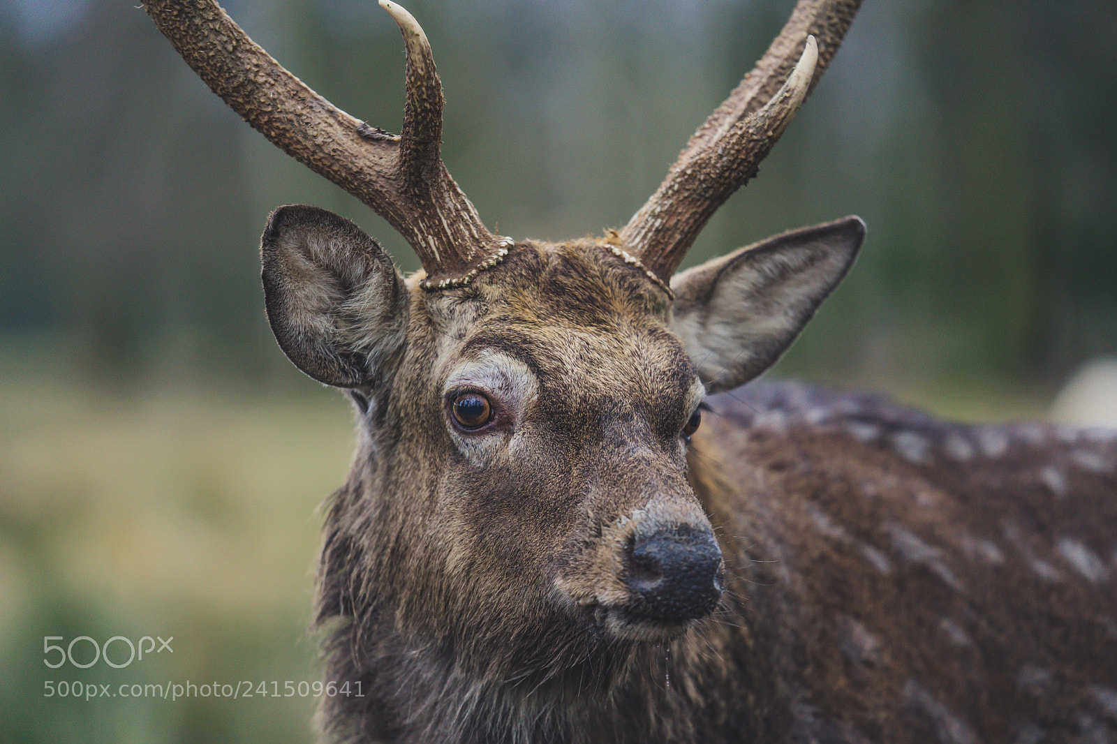 Sony a7 II sample photo. Daněk skvrnitý photography