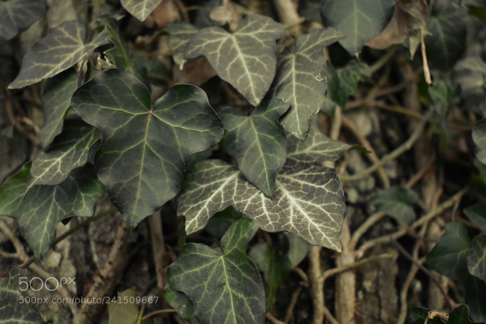 Nikon D3400 sample photo. Almost heart shaped photography