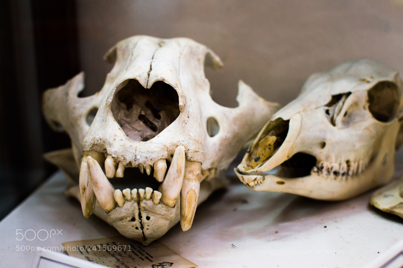 Nikon D3100 sample photo. Skull of tiger photography