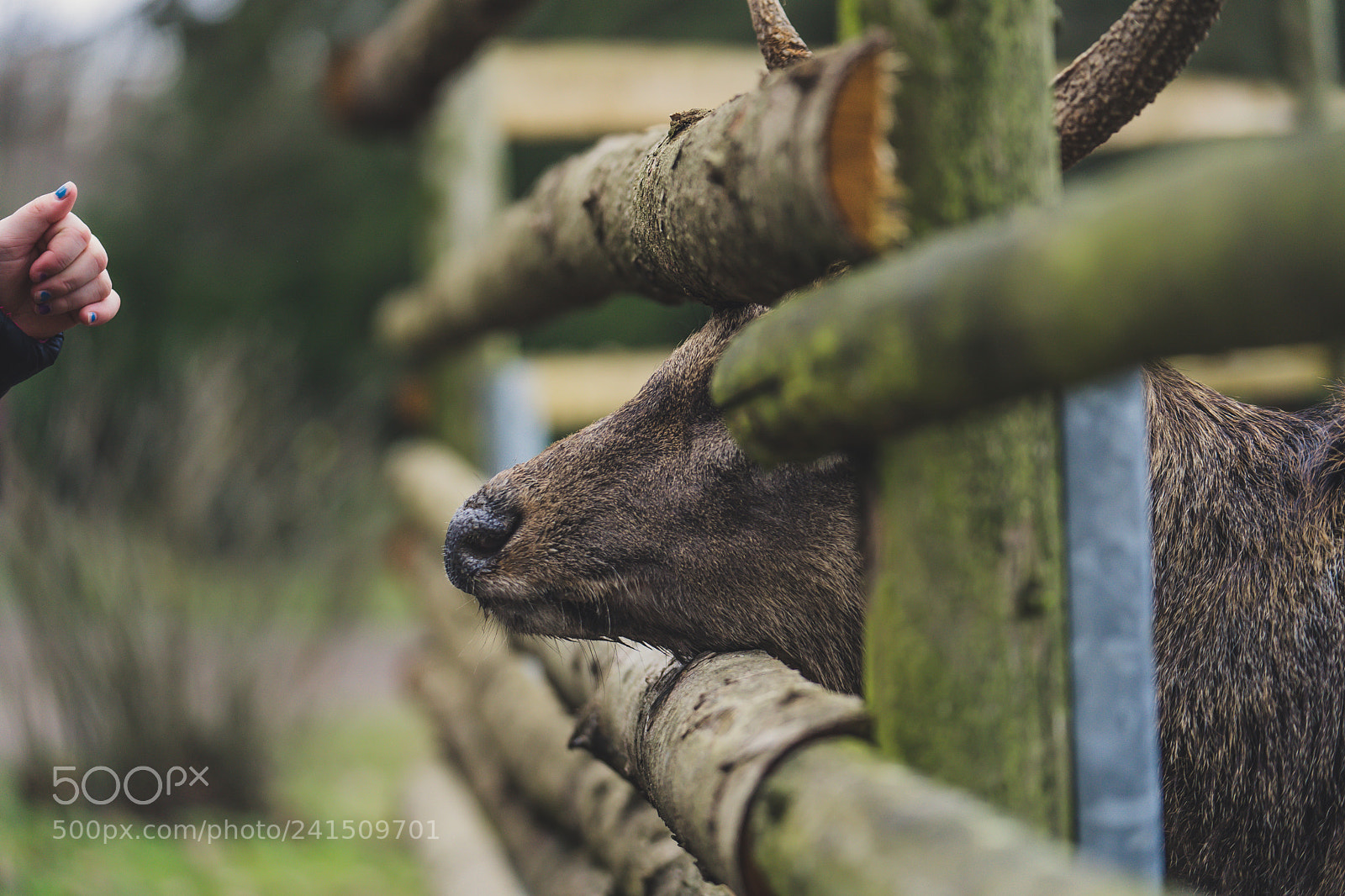 Sony a7 II sample photo. Daněk skvrnitý krmení photography