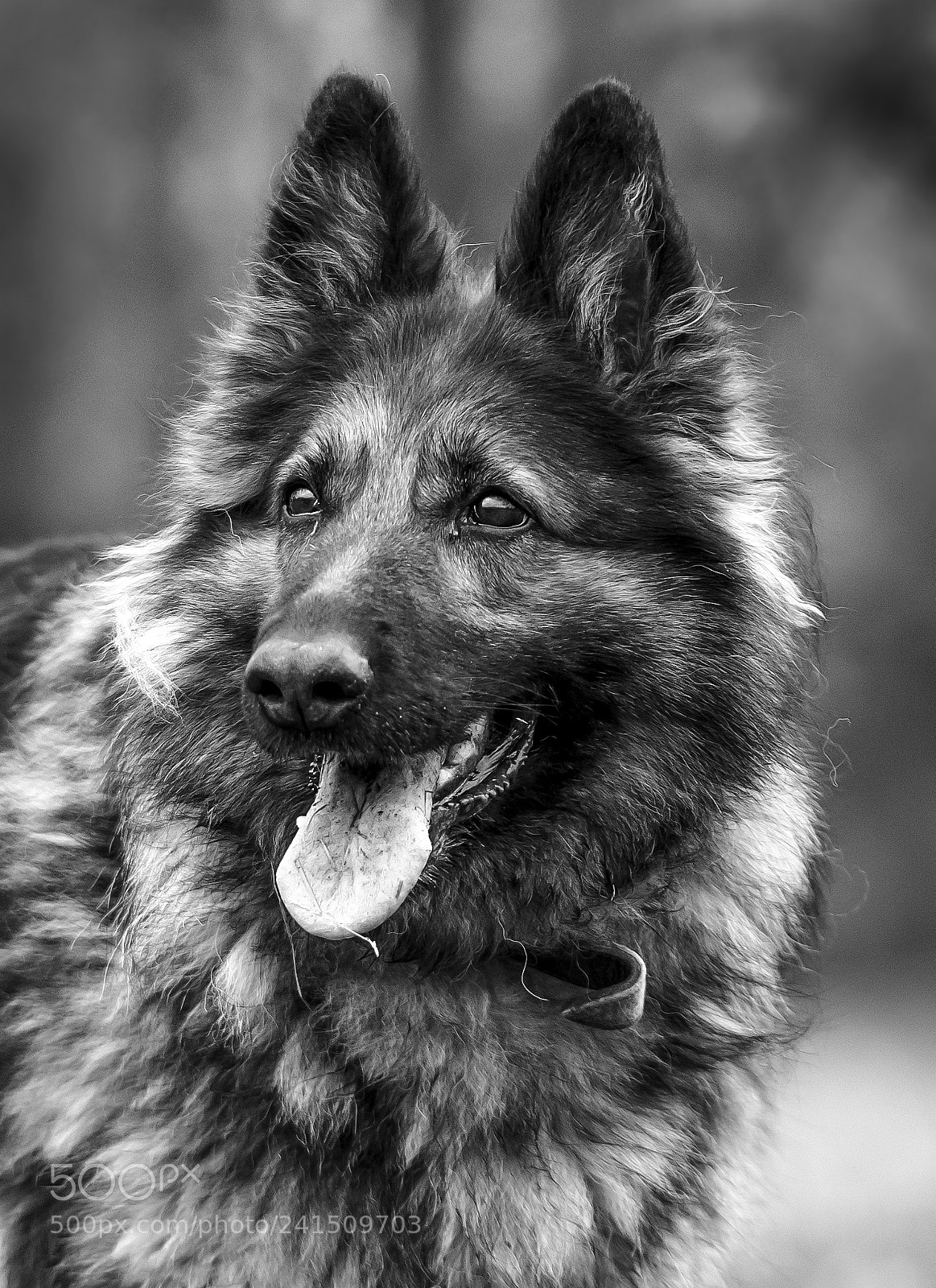 Sony a7 II sample photo. Zara portrét bw photography