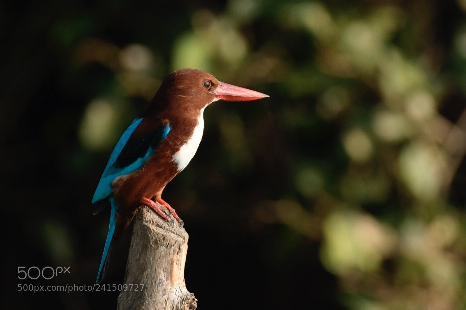 Nikon D500 sample photo. White-breasted kingfisher at salim photography