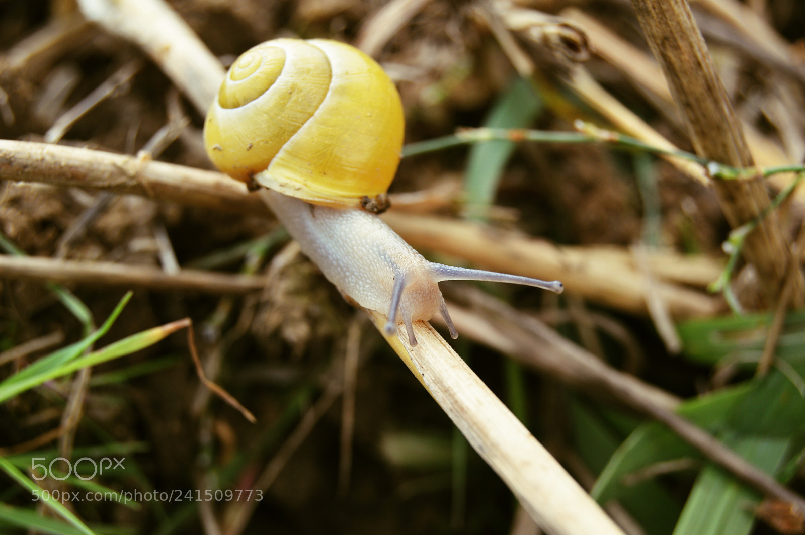 Nikon D3200 sample photo. Slug photography