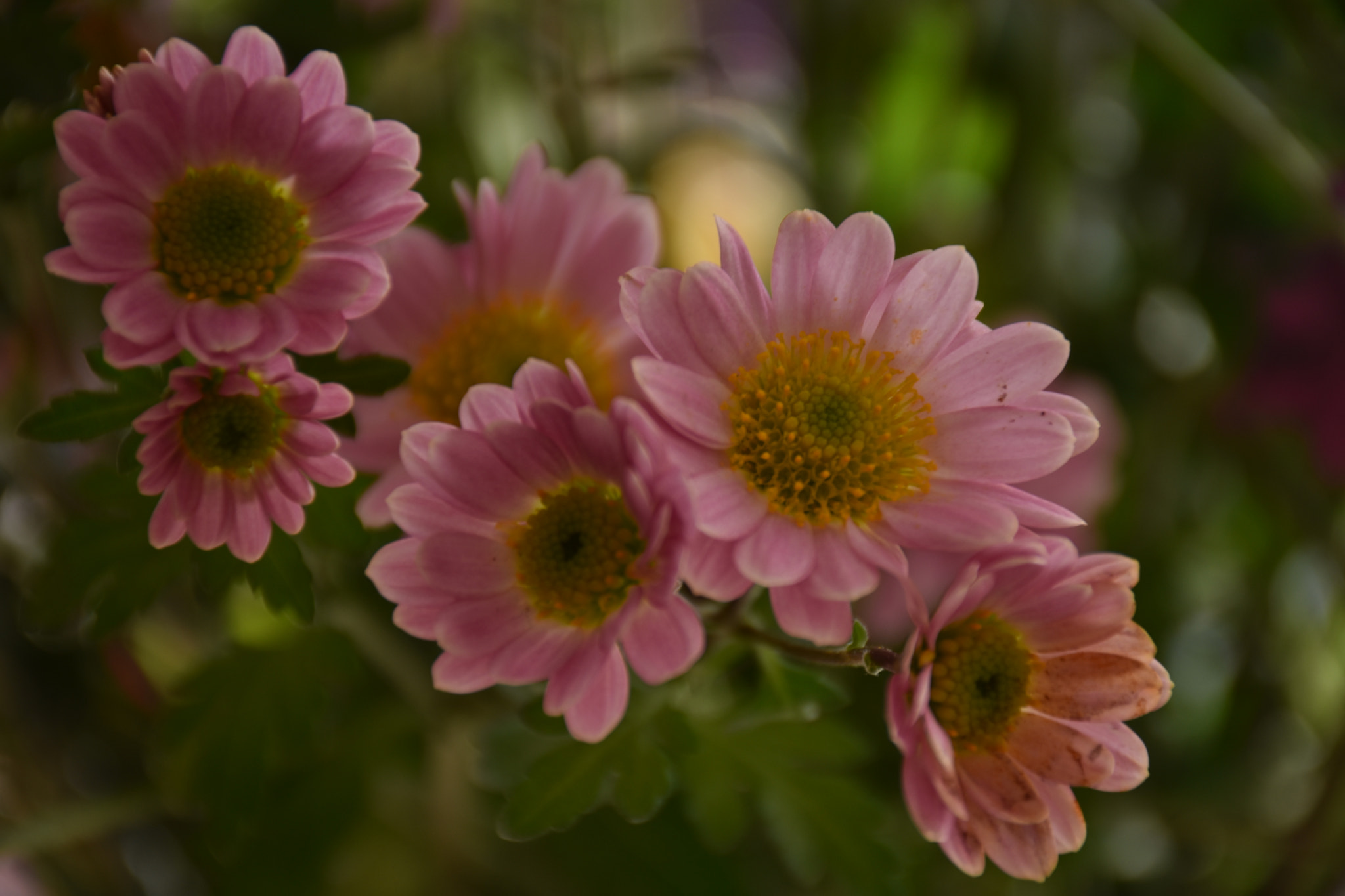 Nikon D3400 sample photo. Pink flowers ... photography
