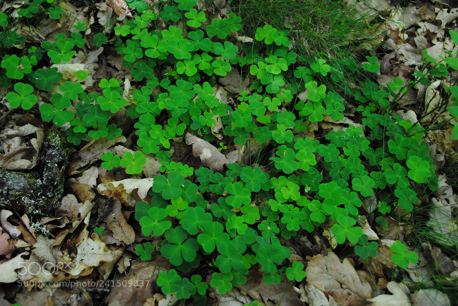 Nikon D3000 sample photo. Springtime photography