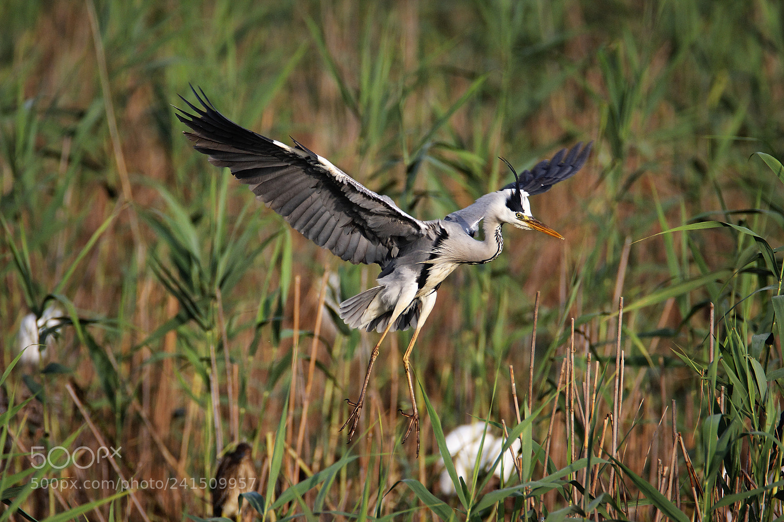 Canon EOS 40D sample photo. Landing grey heron photography