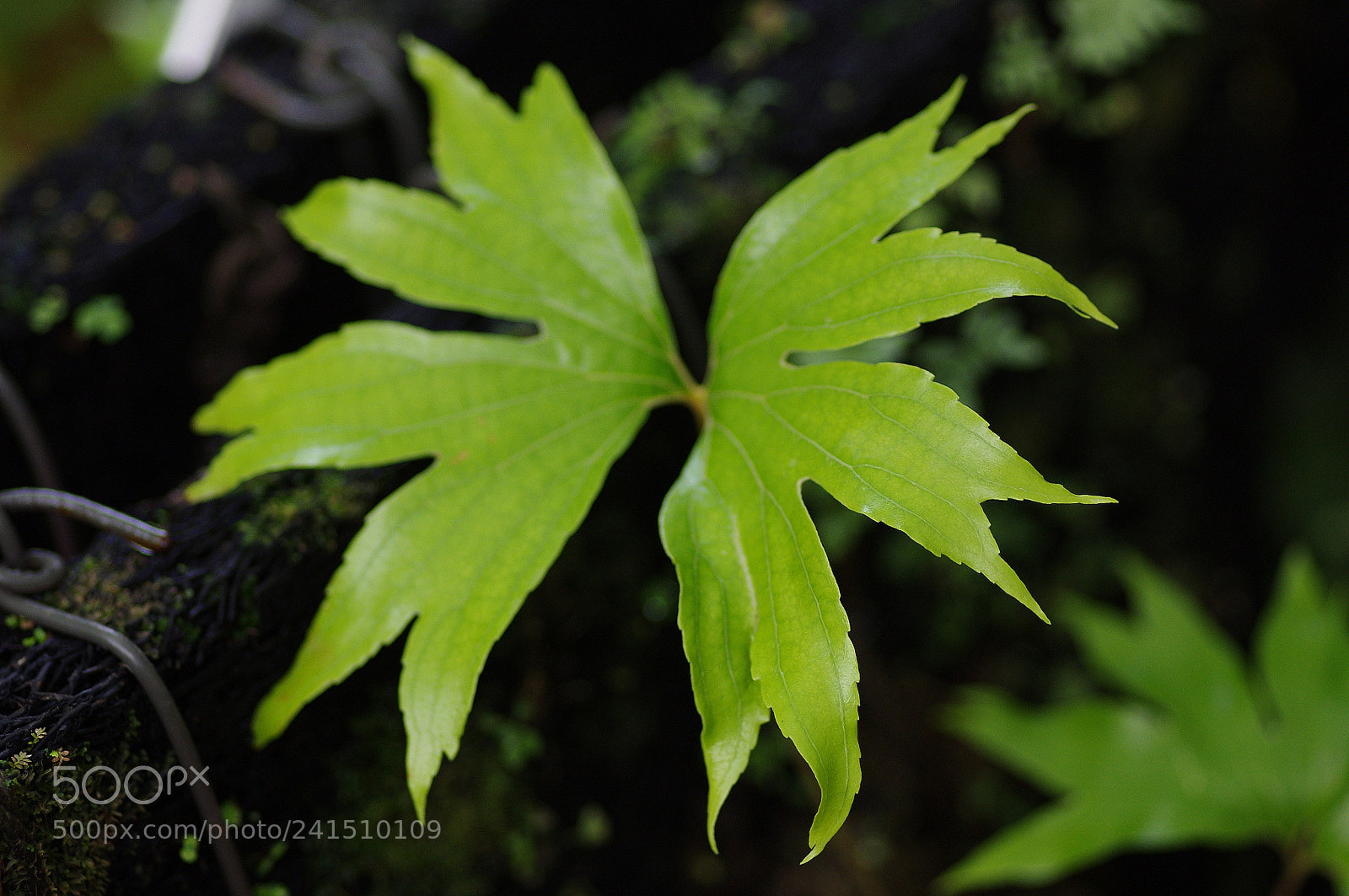 Pentax K-r sample photo. 雙扇蕨 dipteris conjugata reinw. photography