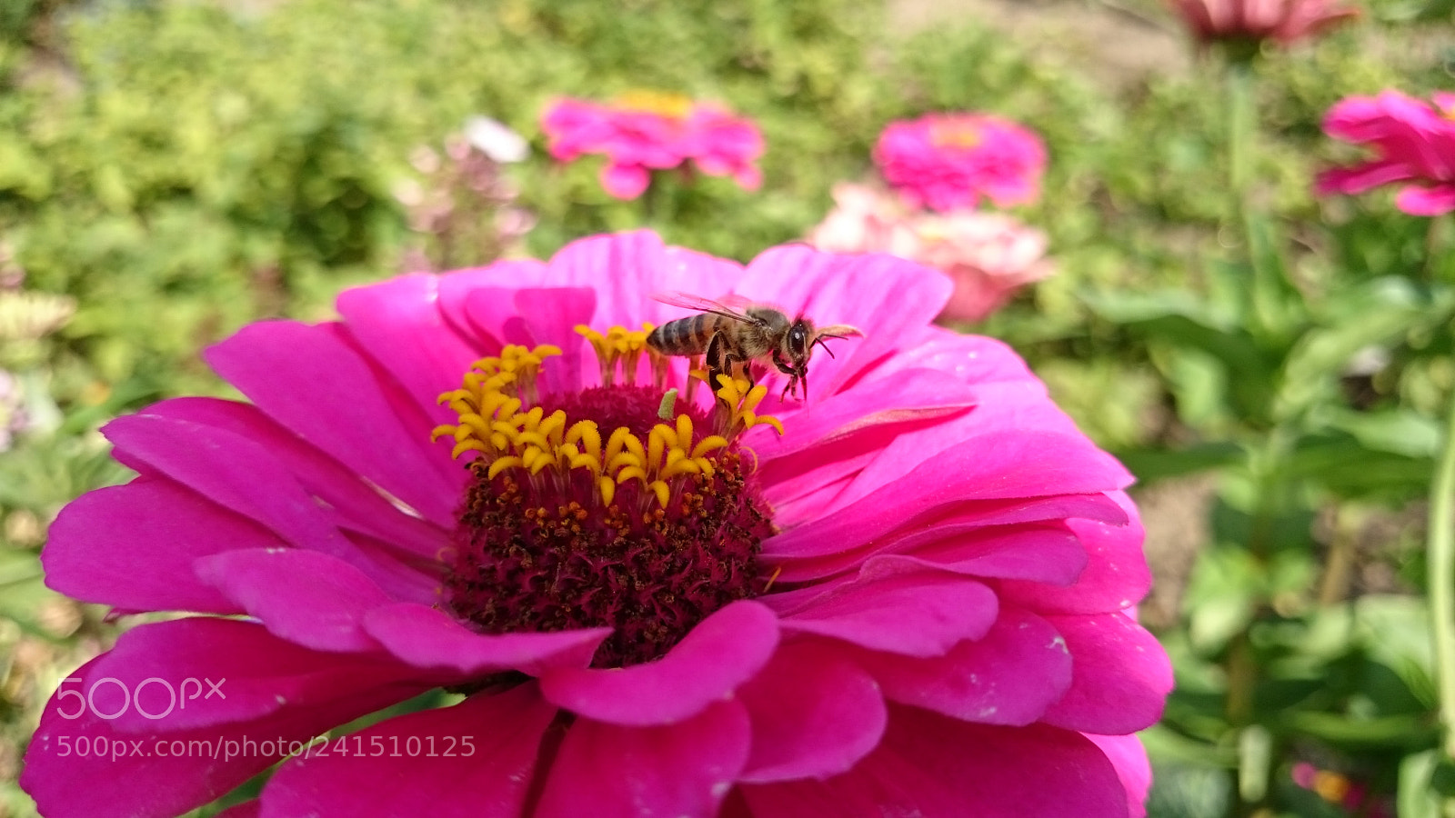 Sony Xperia Z2 sample photo. Busy bee photography