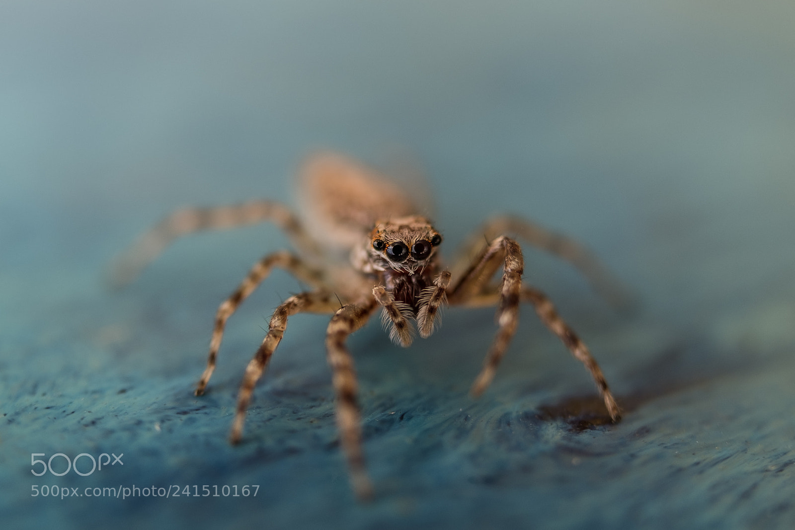 Fujifilm X-T20 sample photo. Australian jumping spider photography