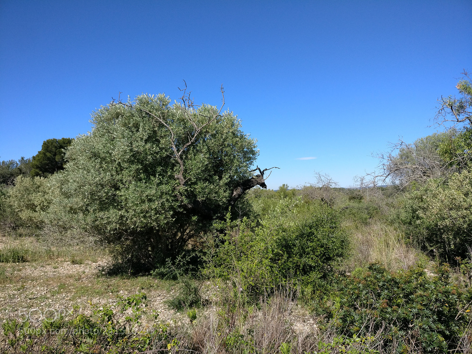 OnePlus A3003 sample photo. Img_20170519_102239.jpg photography