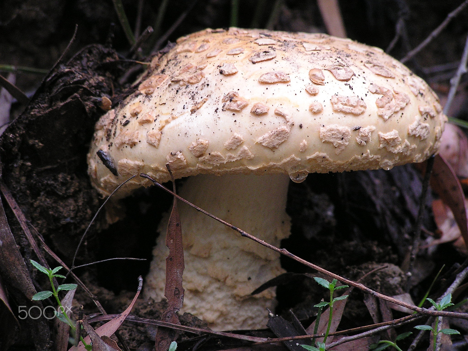 Olympus C740UZ sample photo. Mushroom or toadstool photography