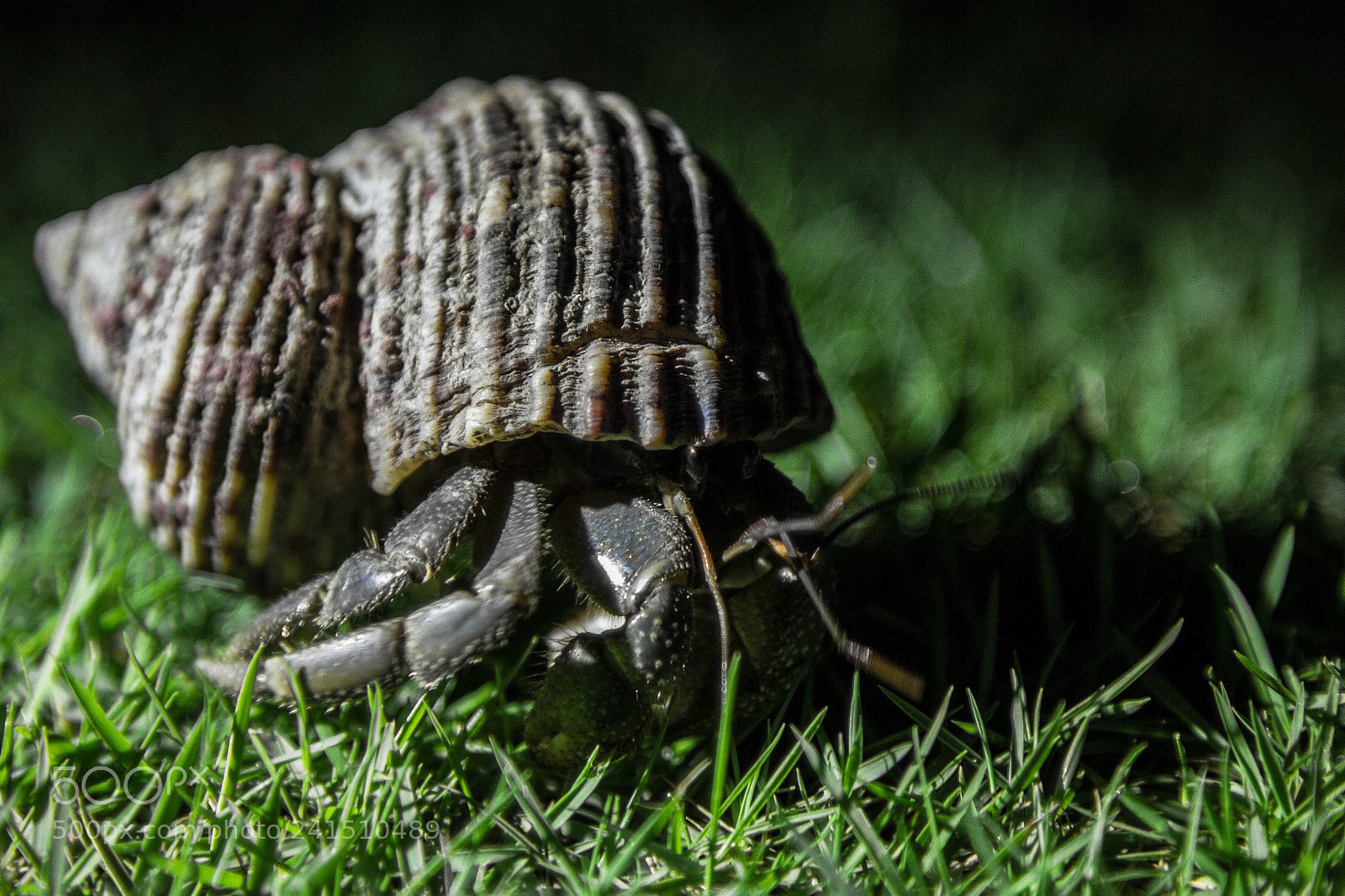 Canon EOS 60D sample photo. Hermit crab prowling the photography
