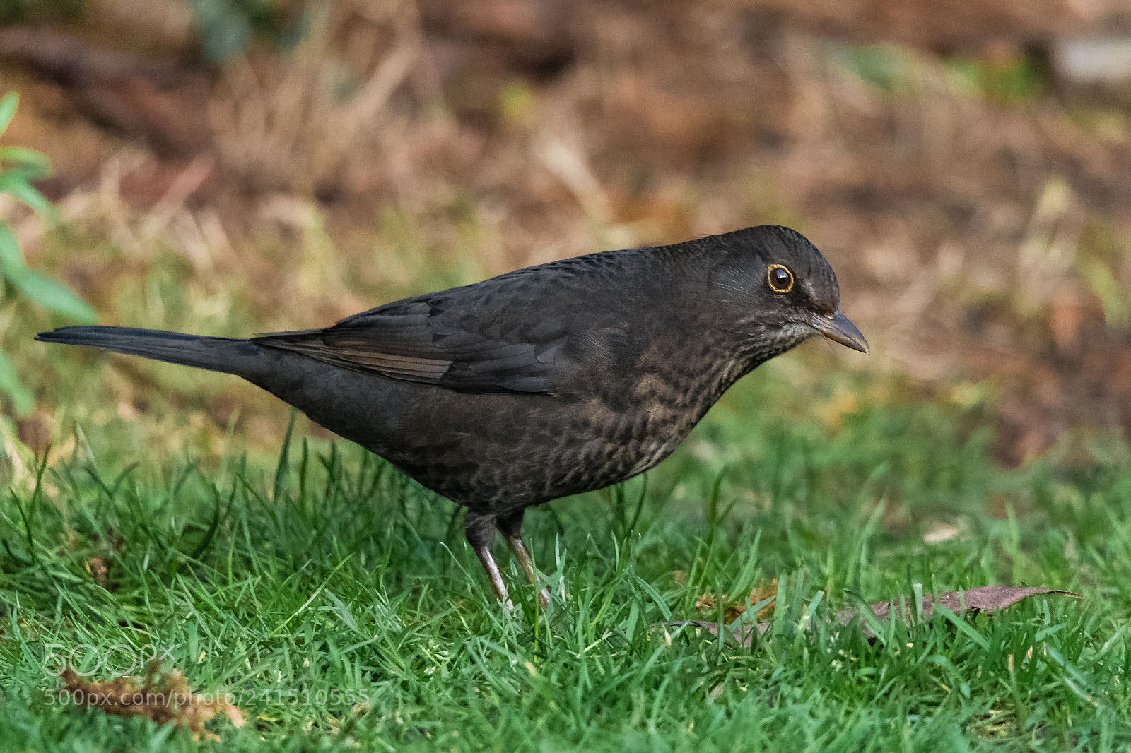 Nikon D850 sample photo. Female blackbird photography