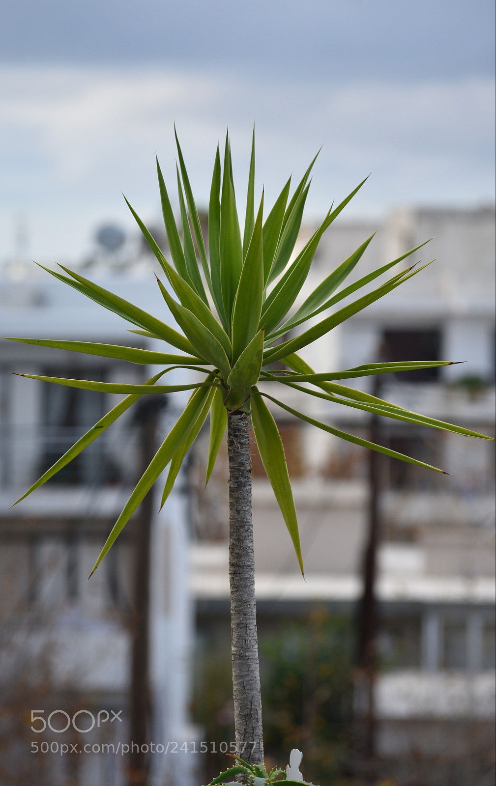 Nikon D3400 sample photo. Palm tree photography