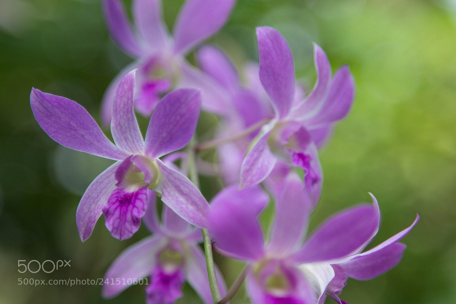 Canon EOS 60D sample photo. Purple orchid blooming photography