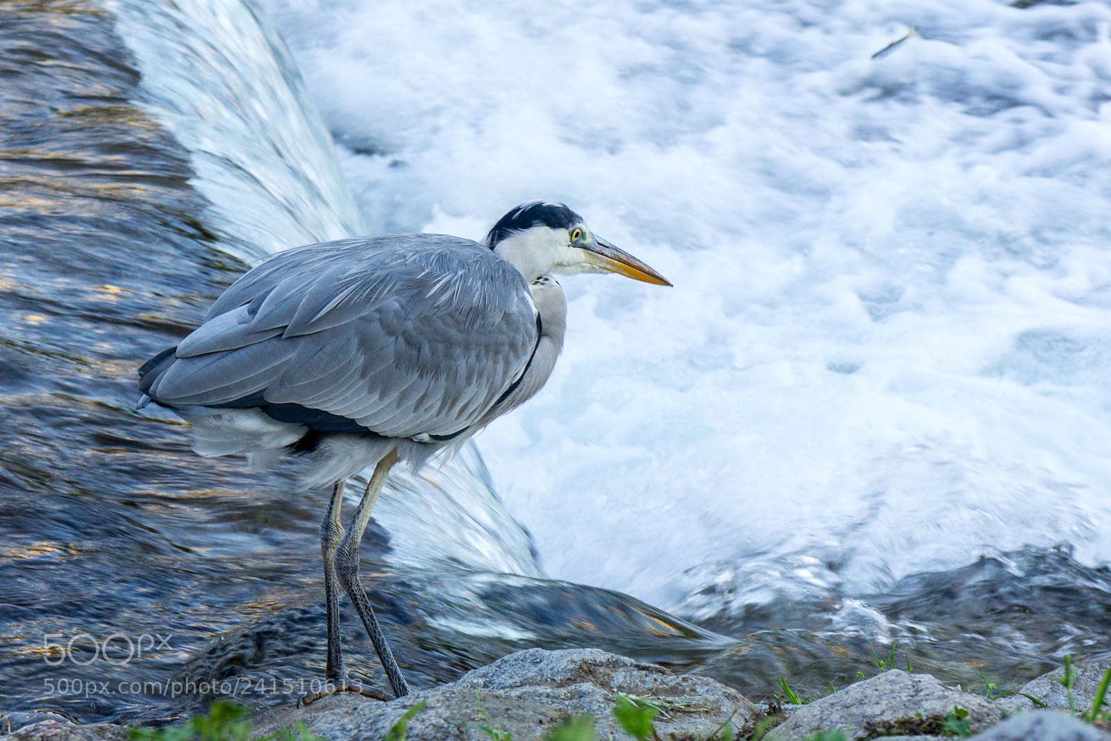 Sony Alpha NEX-5 sample photo. Fishing photography