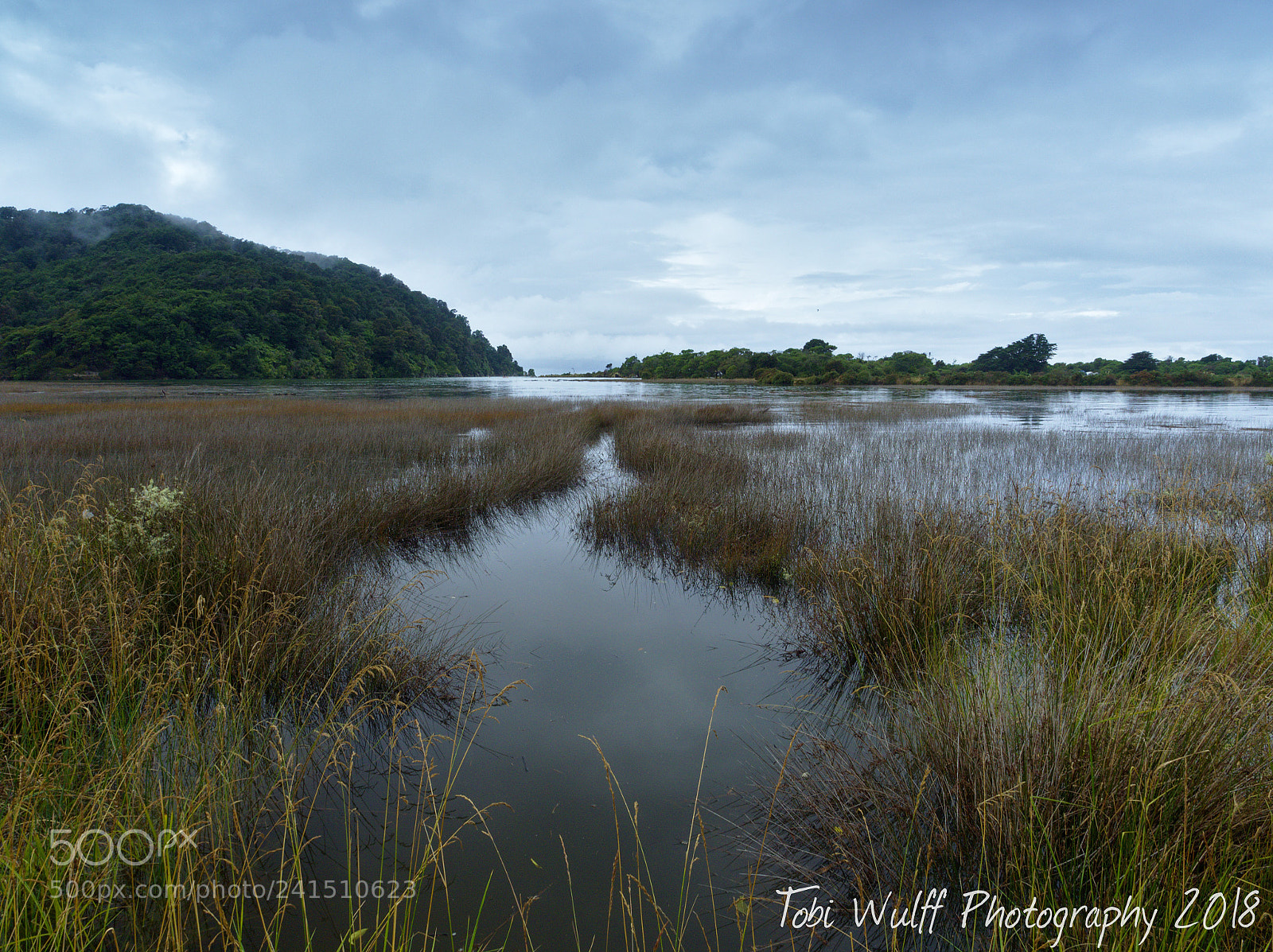 Olympus OM-D E-M1 sample photo. Tidal swamp photography