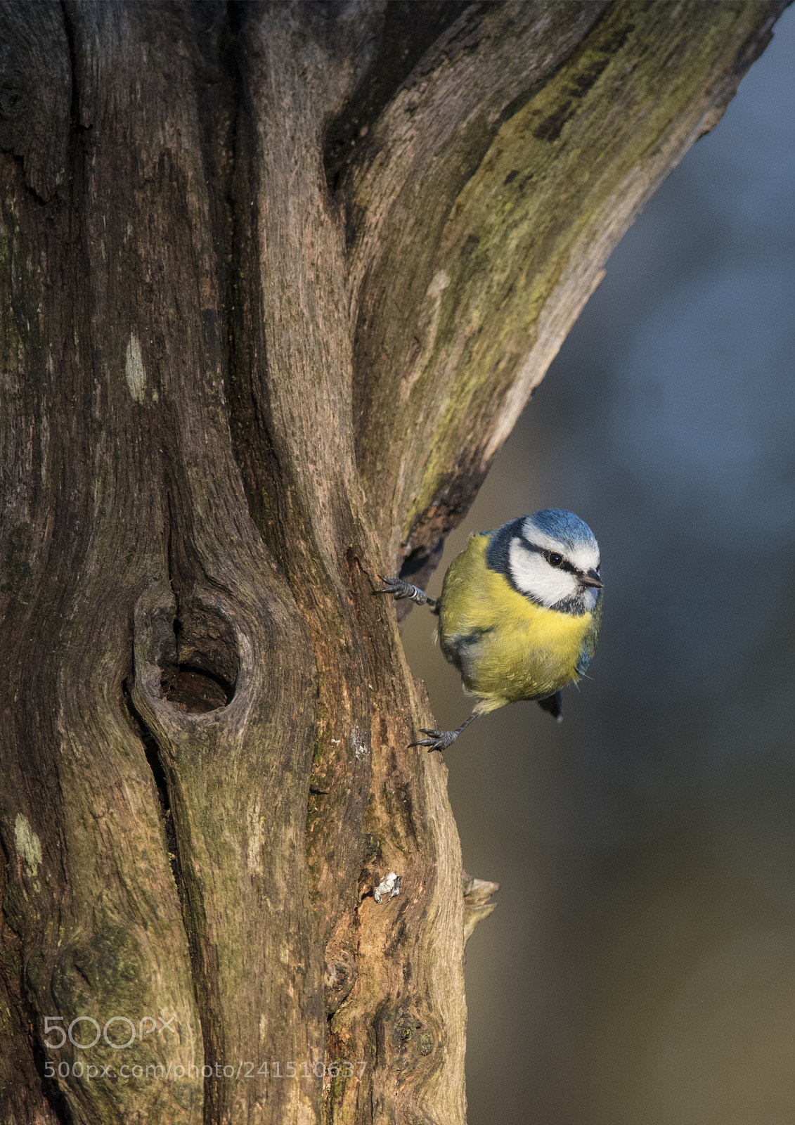 Nikon D850 sample photo. Blue tit photography