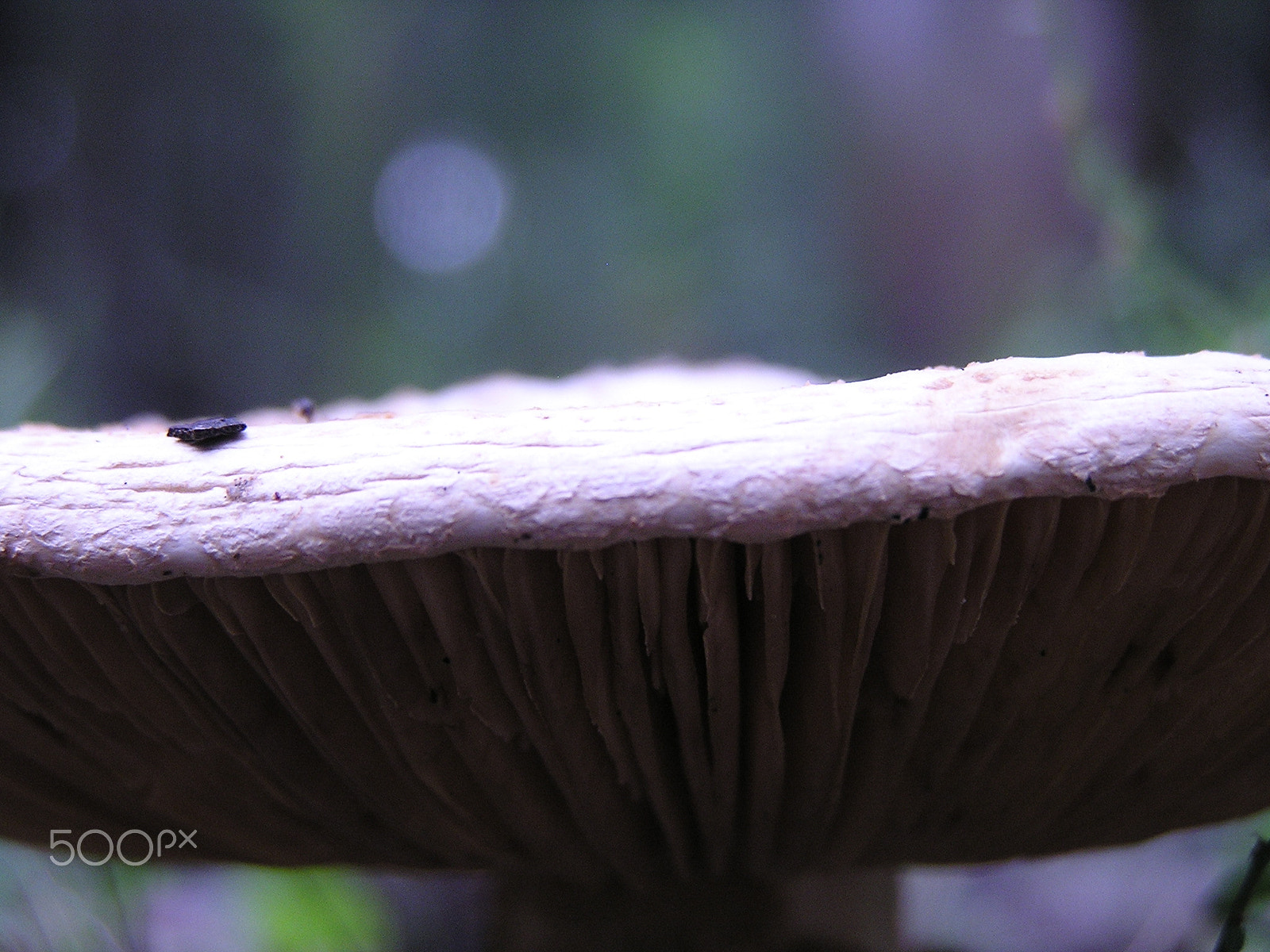 Olympus C740UZ sample photo. Close up toadstool photography