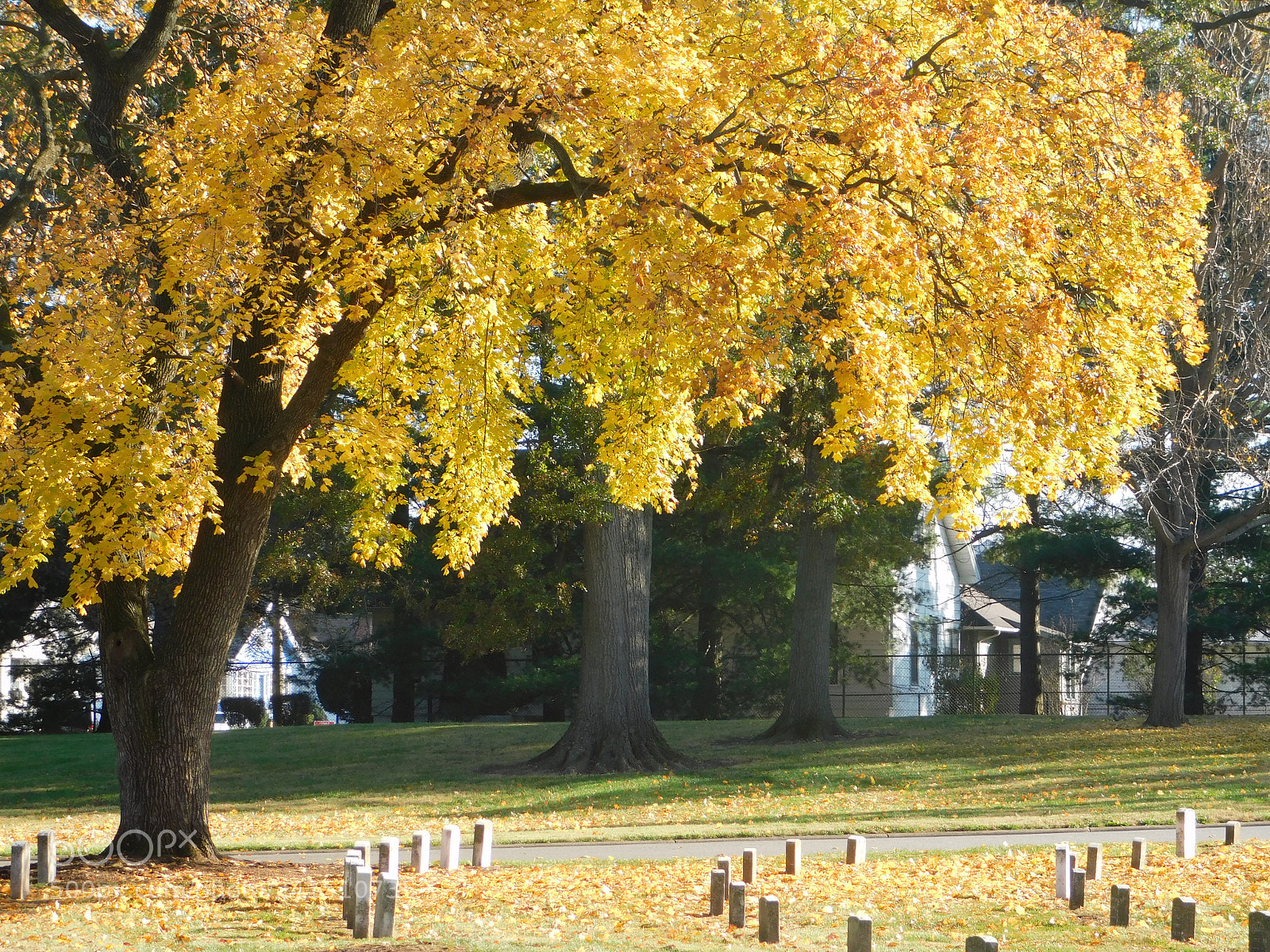 Nikon Coolpix B500 sample photo. Underneath a yellow tree photography