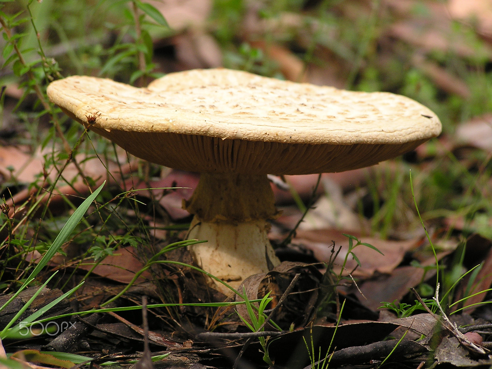 Olympus C740UZ sample photo. Rising from the forest floor photography