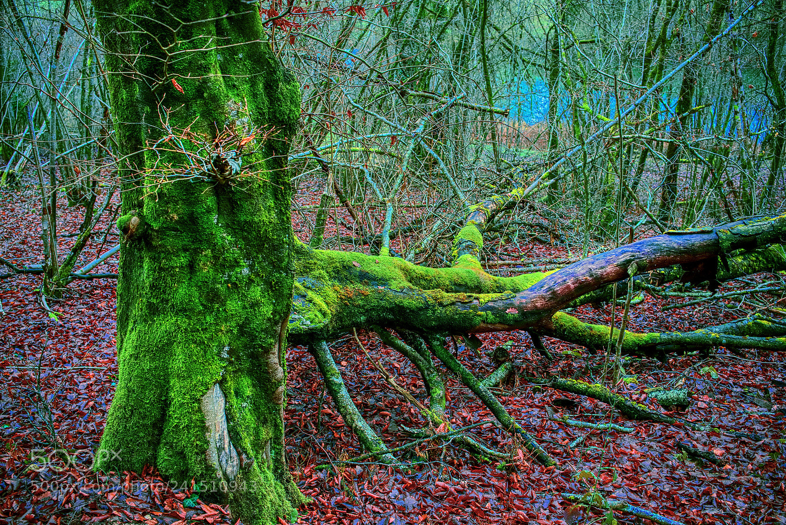 Sony a7 II sample photo. Through the forest photography