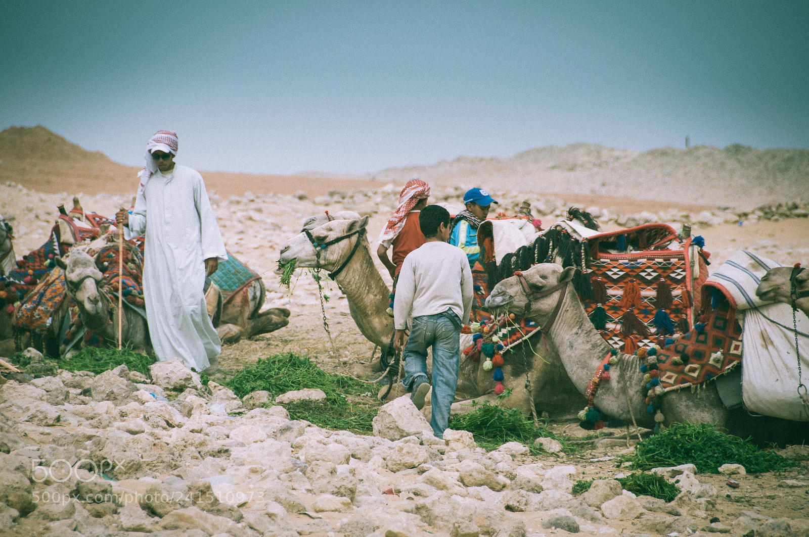 Nikon D90 sample photo. Camels and brothers photography