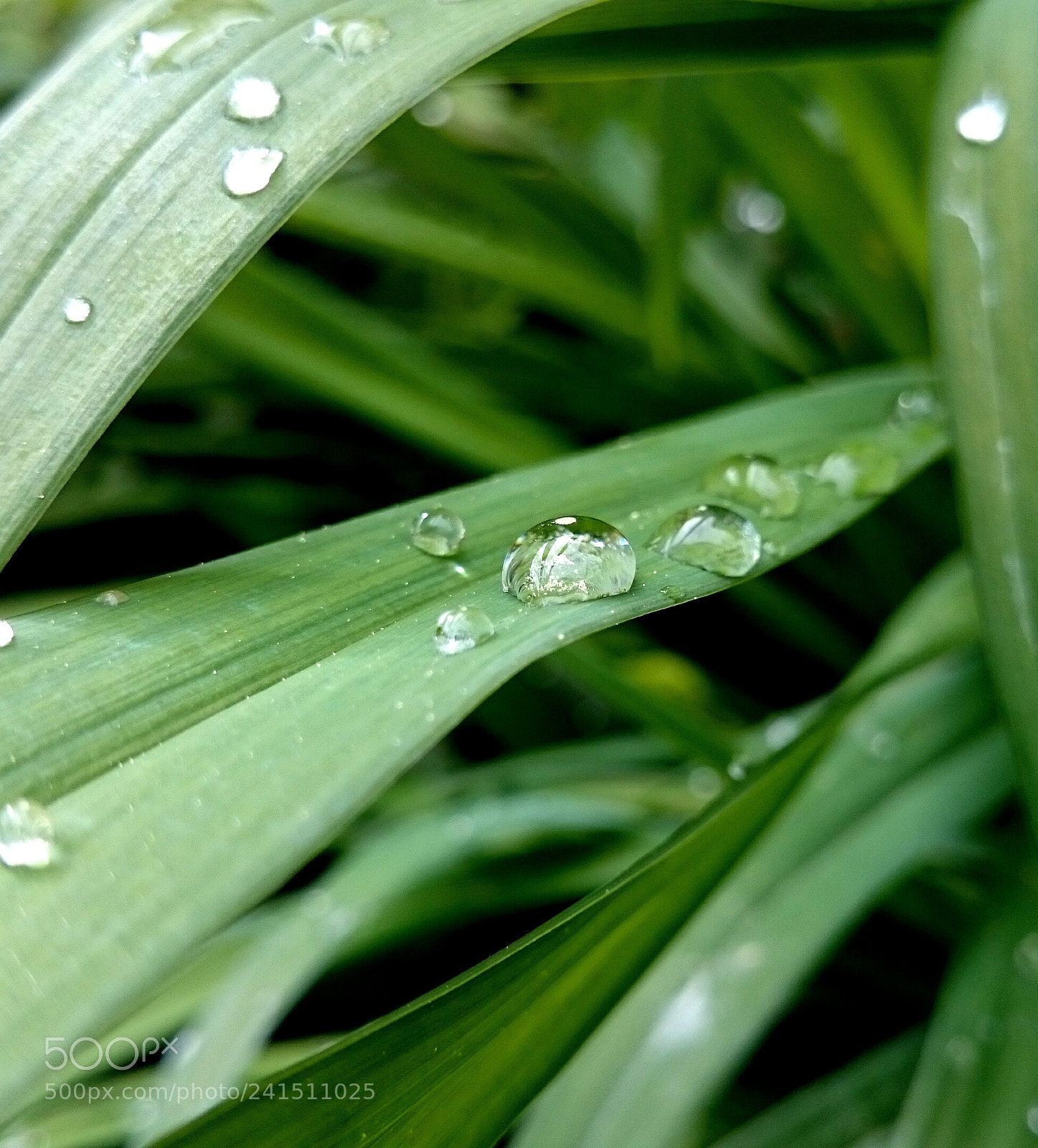 Sony Xperia Z2 sample photo. After the rain photography