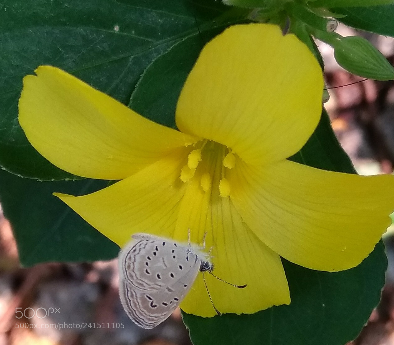 Xiaomi MI MAX sample photo. Untitled photography