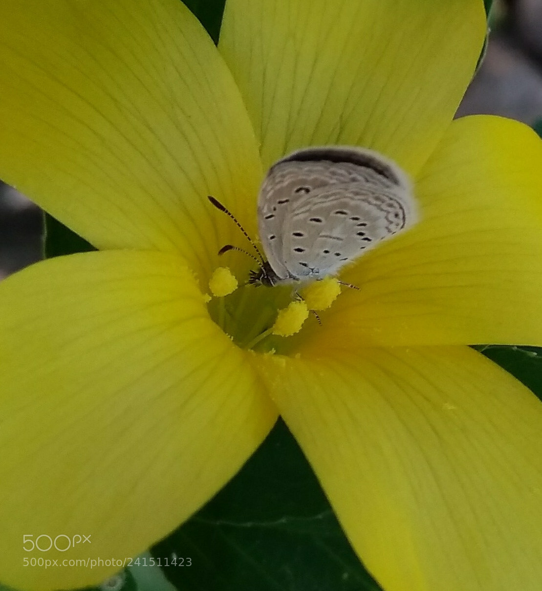 Xiaomi MI MAX sample photo. Untitled photography